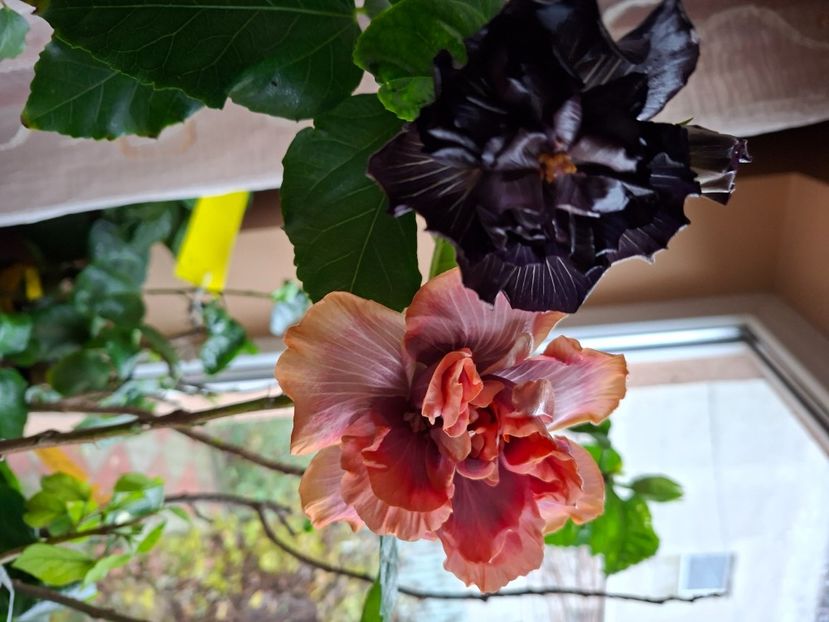  - Wind Rosa Feng Xiajunr