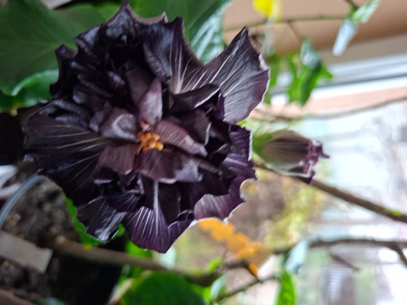  - Taiwan Formosa Black Pearl