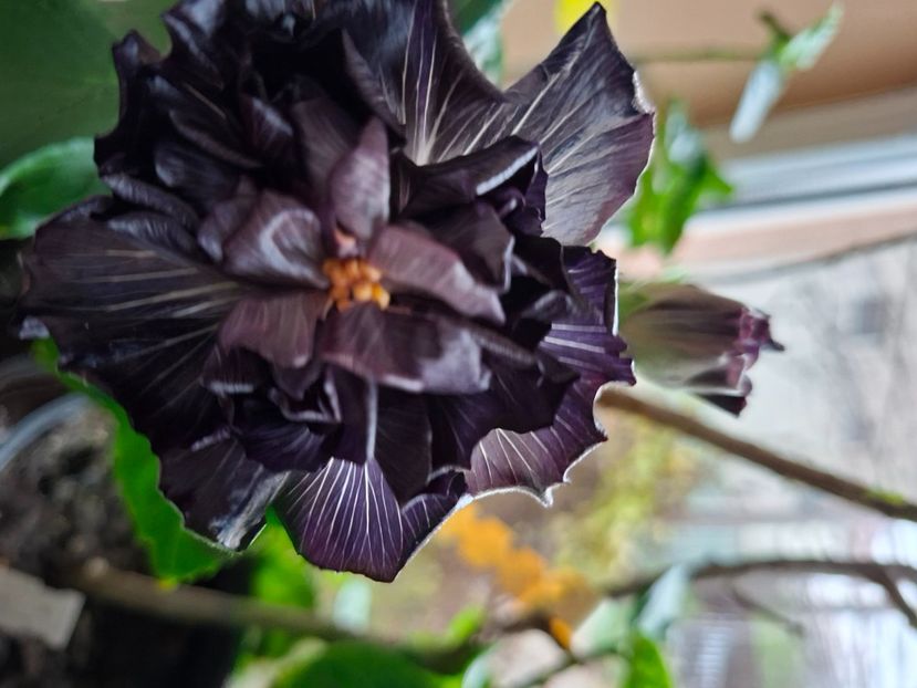  - Taiwan Formosa Black Pearl