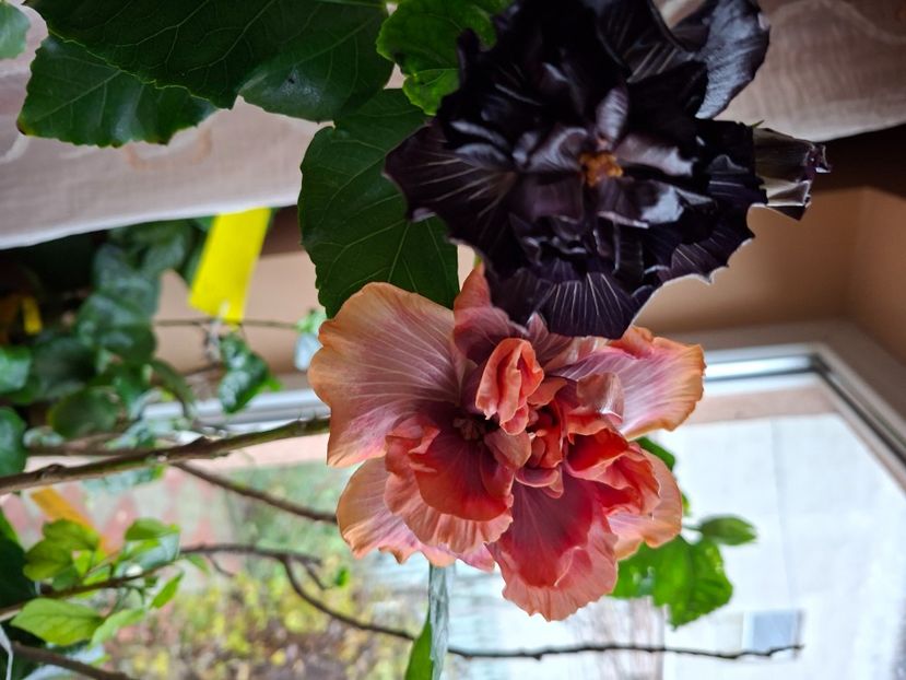  - Taiwan Formosa Black Pearl