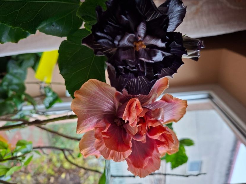  - Taiwan Formosa Black Pearl