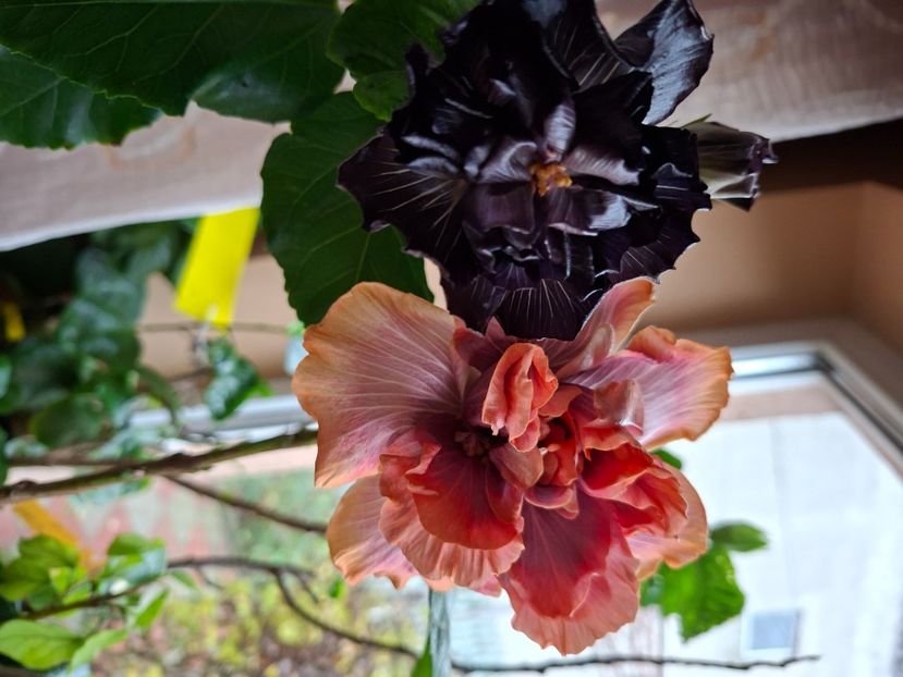  - Taiwan Formosa Black Pearl