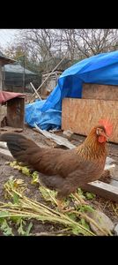  - italiana potarnichie