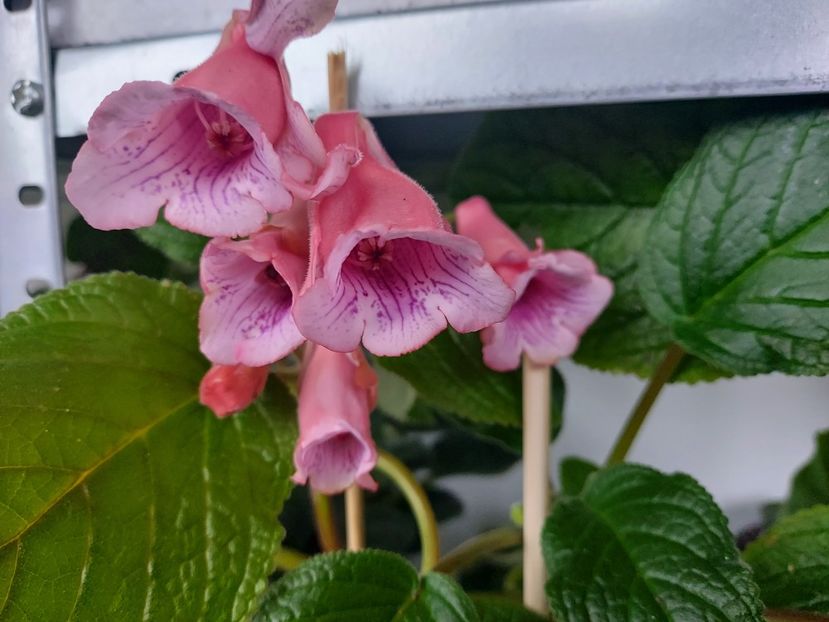 58 - 1-A-Siningii din semințe