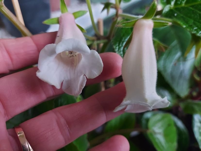 62 - 1-A-Siningii din semințe