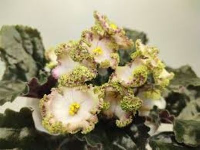  - Dn - Bronzoviy Vec