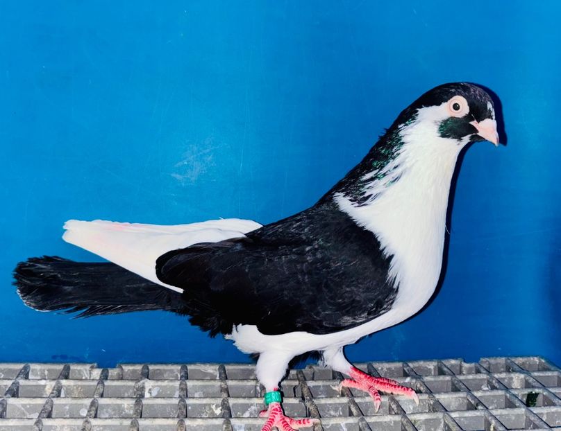  - Jucători de Galați