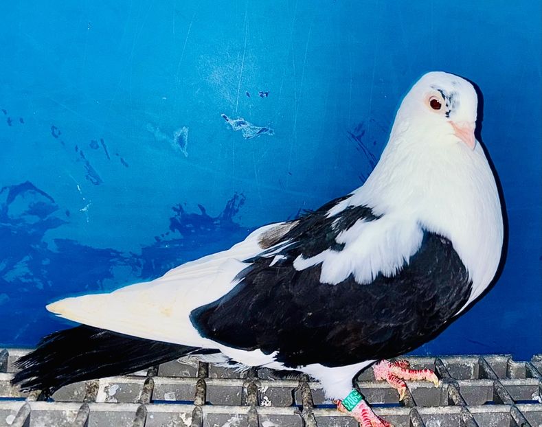  - Jucători de Galați