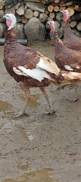 Screenshot_20251206_163640_Gallery - Curci red bourbon!