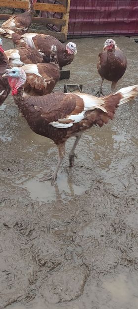 Screenshot_20251206_174350_Gallery - Curci red bourbon!