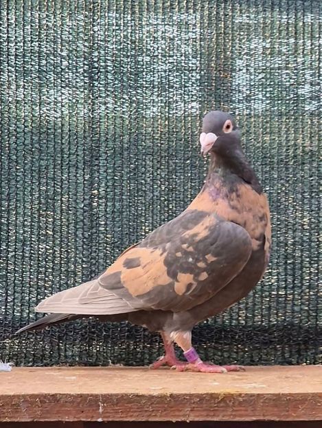  - Nu îmi aparțin 11