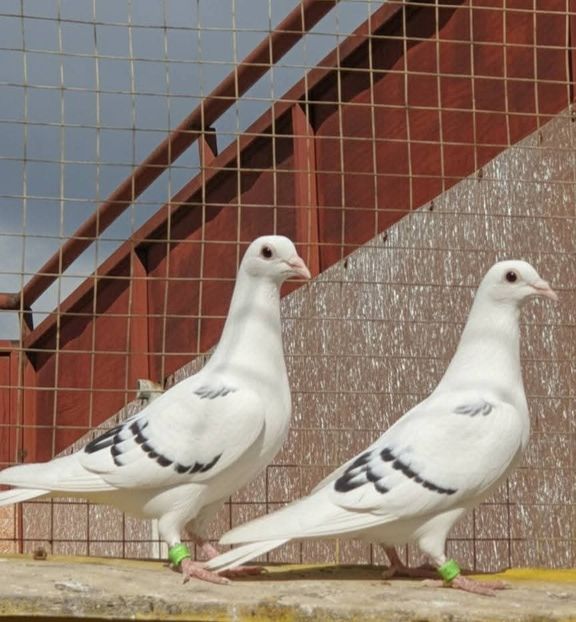  - Nu îmi aparțin 11