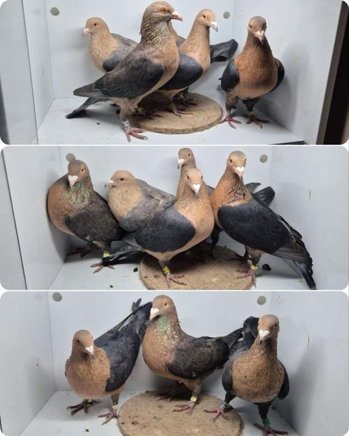  - Nu îmi aparțin 11