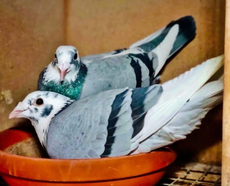  - Nu îmi aparțin 11