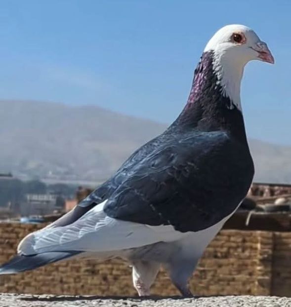  - Nu îmi aparțin 11