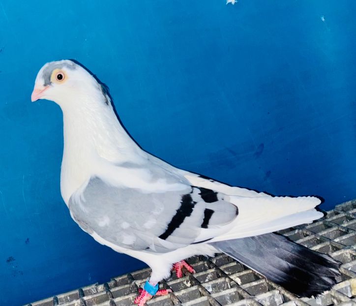 5041  femelă. 2025 - Jucători de Galați