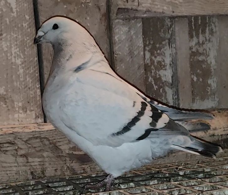 33 - c- MLODE 2025 YOUTH