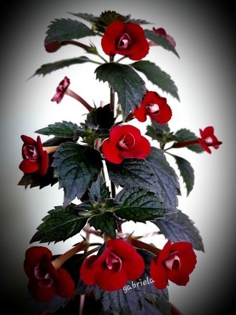  - A Pachet nr 5 la 100 lei vandut