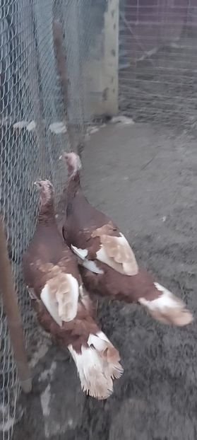 Screenshot_20251207_164036_Gallery - Curci red bourbon!