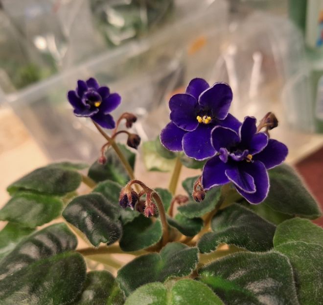  - NK-Voloshkove Pole