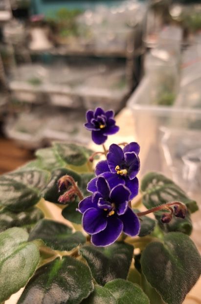  - NK-Voloshkove Pole