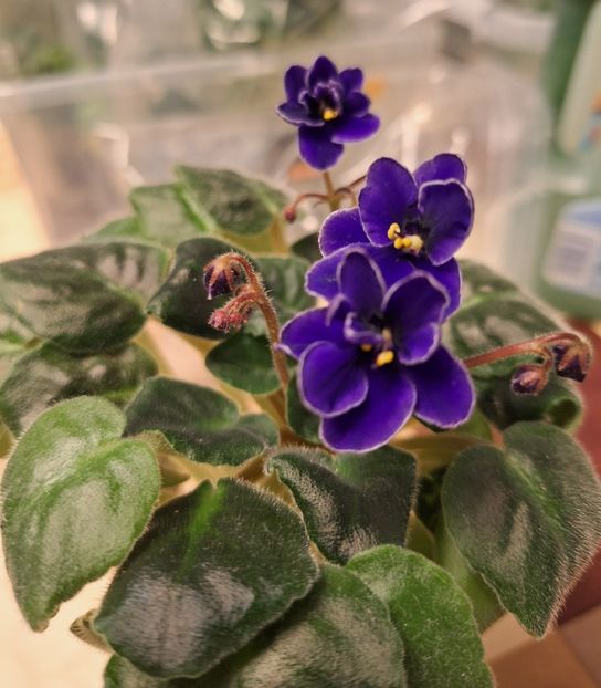  - NK-Voloshkove Pole