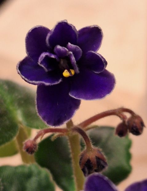  - NK-Voloshkove Pole