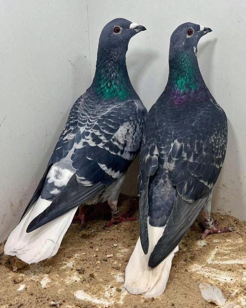  - Nu îmi aparțin 11