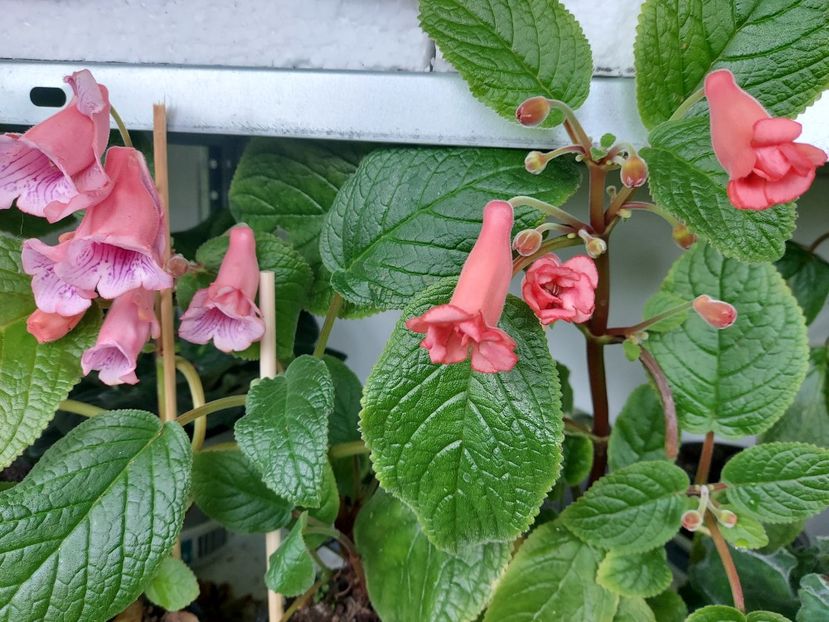  - 1-A-Siningii din semințe