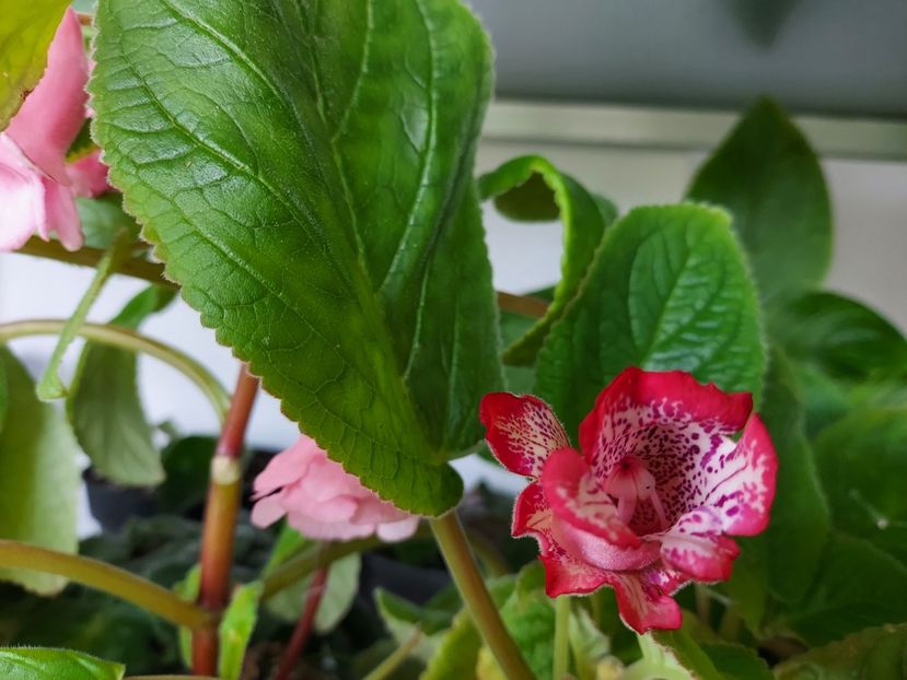  - 1-A-Siningii din semințe