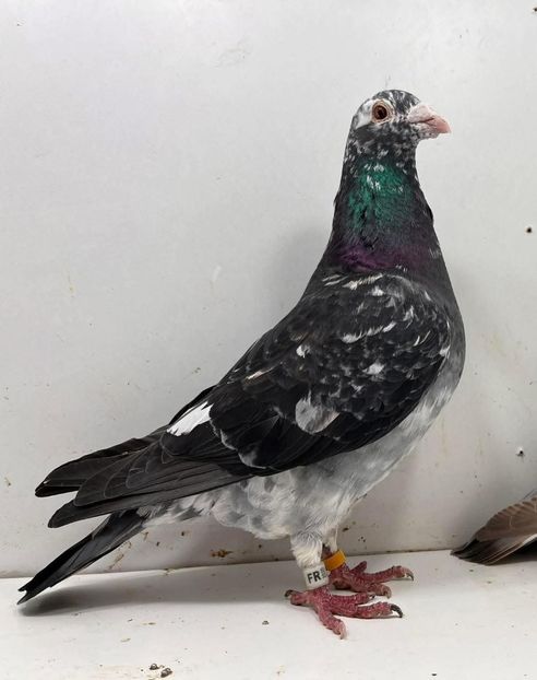  - Nu îmi aparțin 11