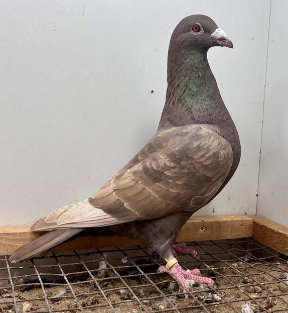  - Nu îmi aparțin 11