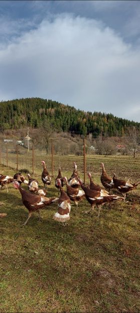 Screenshot_20251209_121537_Gallery - Curci red bourbon!