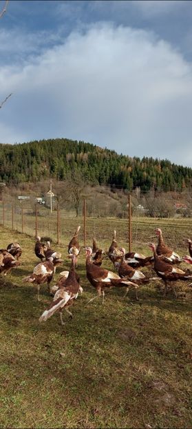 Screenshot_20251209_121526_Gallery - Curci red bourbon!