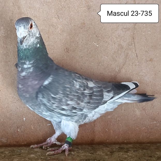 Mascul 23-735 - Porumbei vanduti