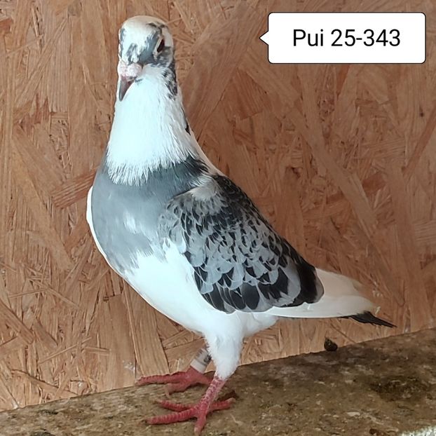 Pui 25-343 - Porumbei vanduti