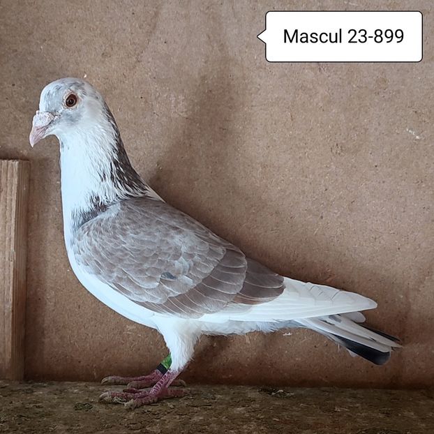 Mascul 23-899 - Porumbei vanduti