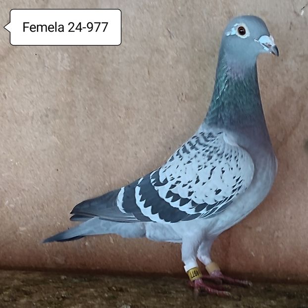 Femela 24-977 - Porumbei vanduti