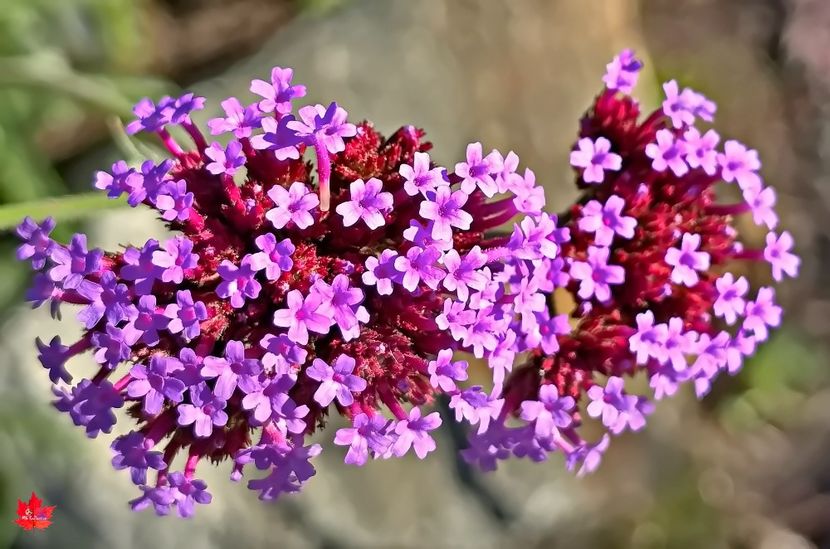 AUTUMN DECO 2 - E - FLOWERS - Flori