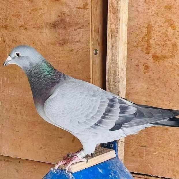  - Nu îmi aparțin 11