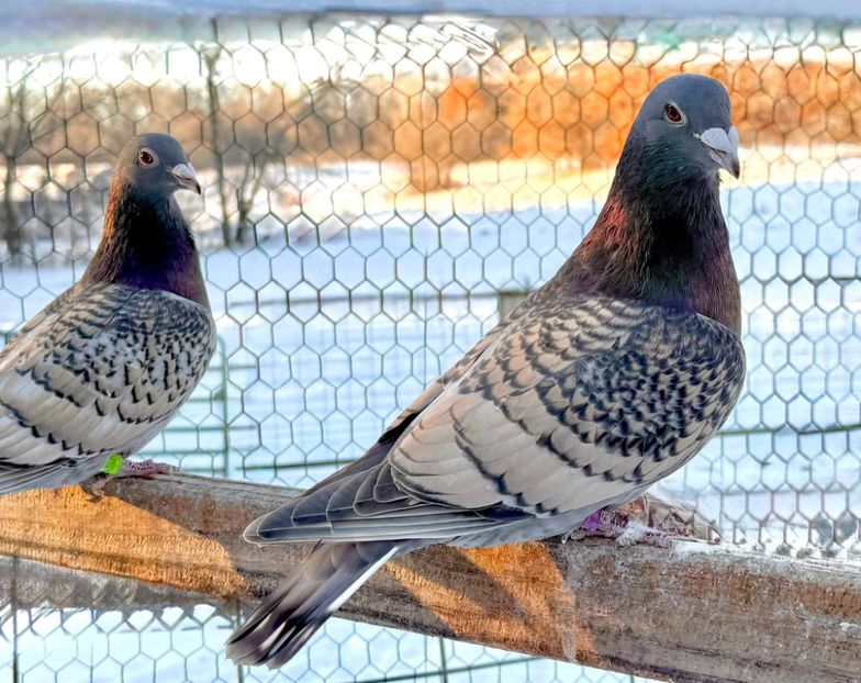  - Nu îmi aparțin 11