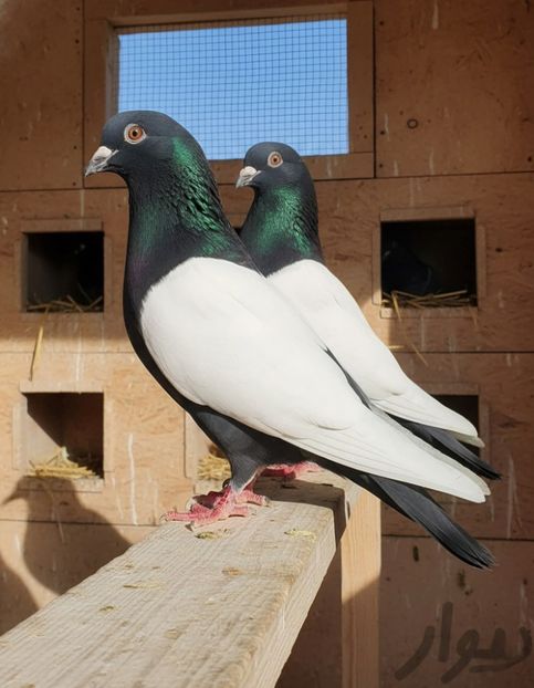  - Nu îmi aparțin 11