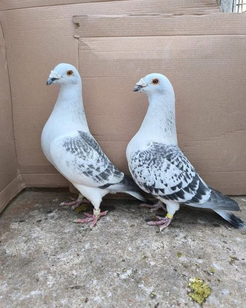  - Nu îmi aparțin 11