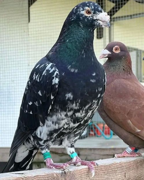  - Nu îmi aparțin 11