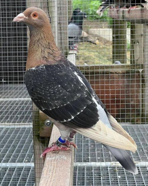  - Nu îmi aparțin 11