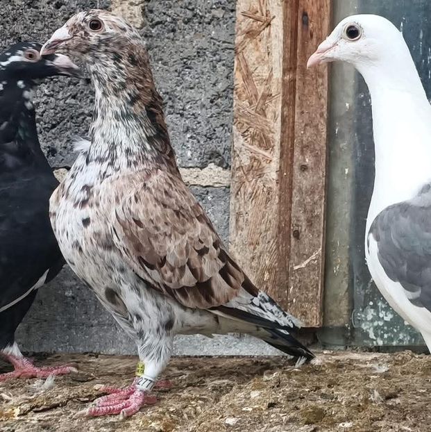  - Nu îmi aparțin 11