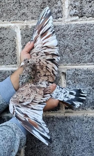  - Nu îmi aparțin 11