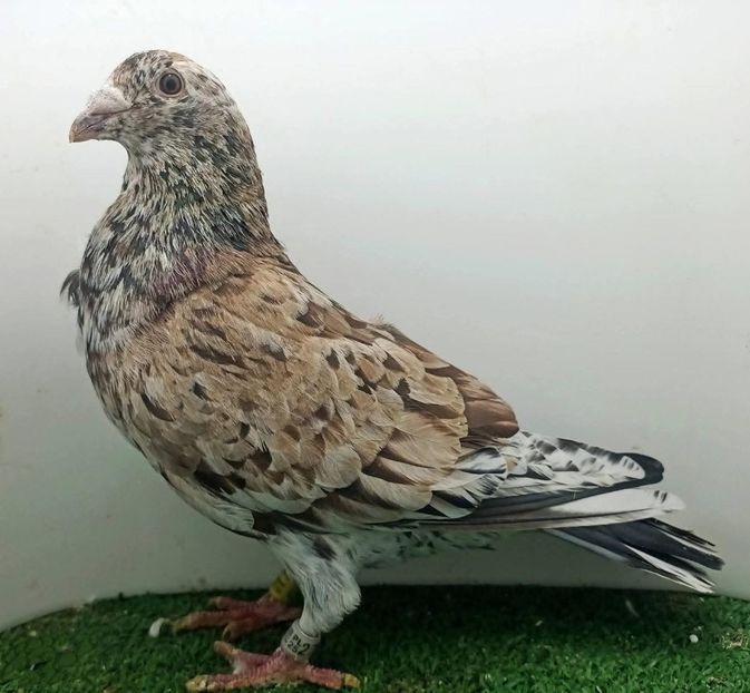  - Nu îmi aparțin 11