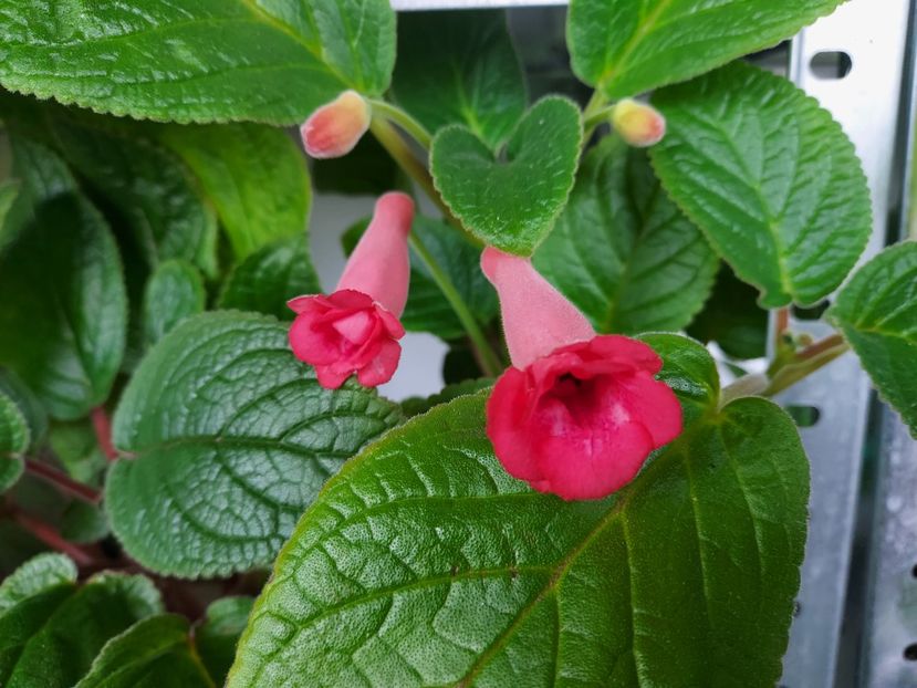 63 - 1-A-Siningii din semințe