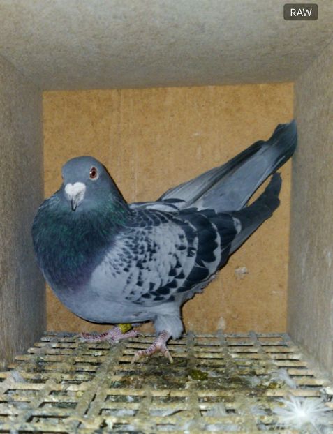 Tata nepot Flits 441-19 Gelu Vochin - Vochin Gelu FlitsB